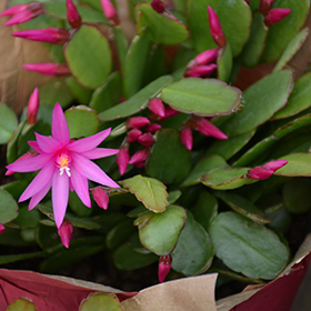 Plant Photo 6