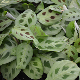 Plant Photo 4