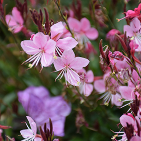 Plant Photo 4
