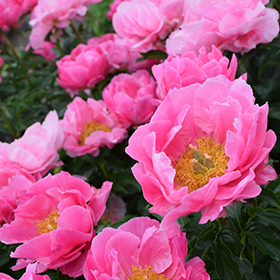Plant Photo 5