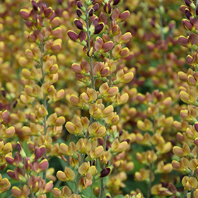 Plant Photo 8