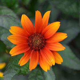Plant Photo 5