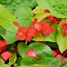 Plant Photo 8