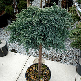 Plant Photo 9