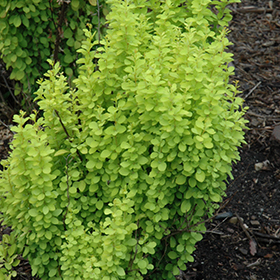 Plant Photo 4