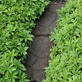 Plant Photo 1