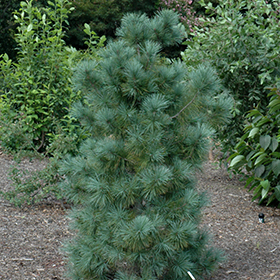 Plant Photo 7