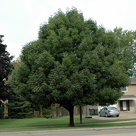 Shade Tree Photo