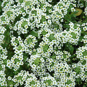 Plant Photo 6