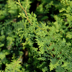 Plant Photo 1