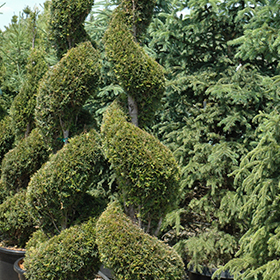 Plant Photo 5