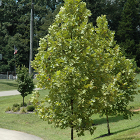 Plant Photo 9