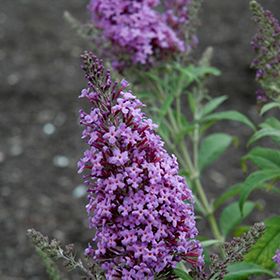 Plant Photo 2