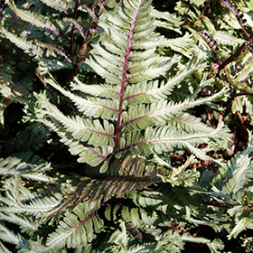 Plant Photo 10