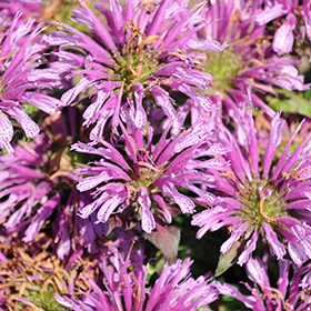 Plant Photo 6