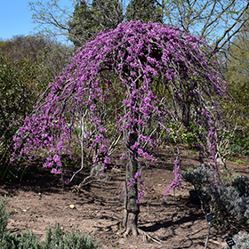 Plant Photo 8