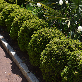 Hedge Shrub Photo