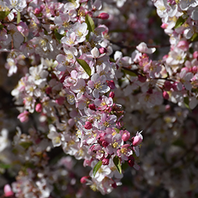 Plant Photo 8