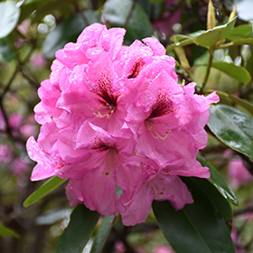 Rhododendron and Azalea Photo