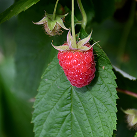 Small Fruit and Berry Photo