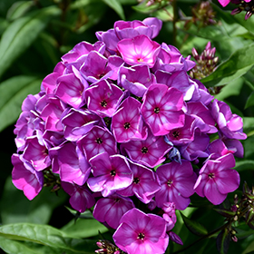 Plant Photo 1