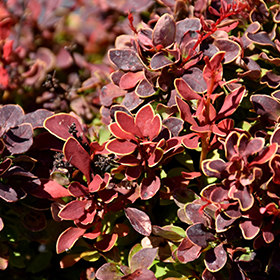 Plant Photo 2