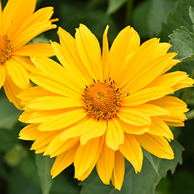 Sun-Loving Perennial Photo