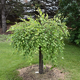 Patio Tree Photo