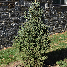 Plant Photo 4
