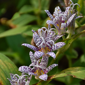 Plant Photo 8