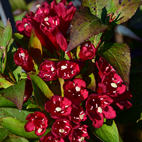 Deciduous Shrub Photo