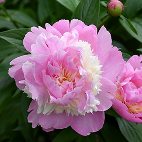 Plant Photo 10