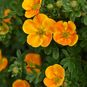 Plant Photo 10