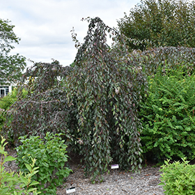 Plant Photo 6