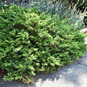 Plant Photo 5