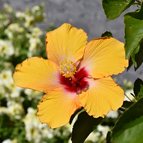 Plant Photo 9