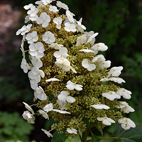 Plant Photo 10