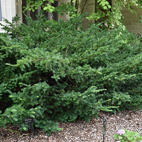 Plant Photo 7