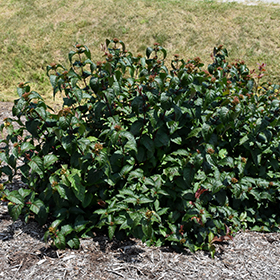 Plant Photo 6