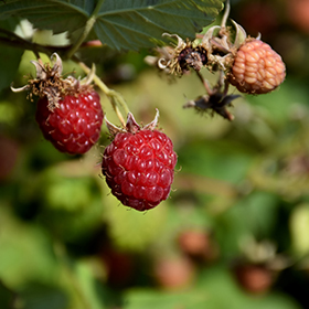 Plant Photo 5