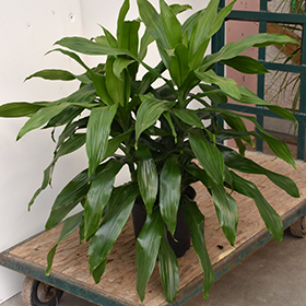Plant Photo 8