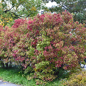 Plant Photo 3