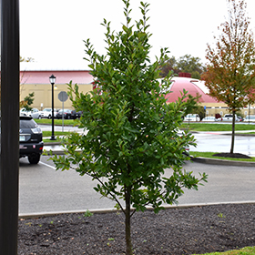 Plant Photo 4