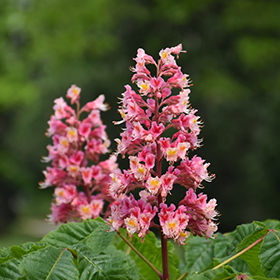 Plant Photo 10