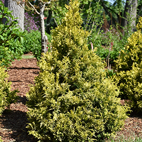 Plant Photo 5