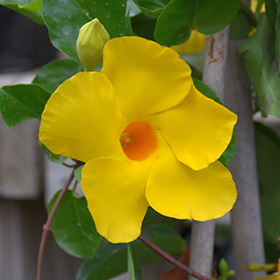 Plant Photo 3