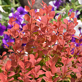 Plant Photo 6