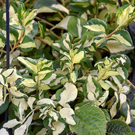 Plant Photo 9