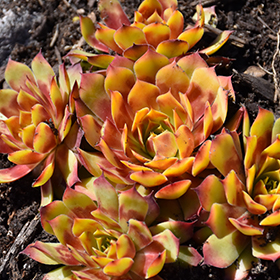 Plant Photo 1