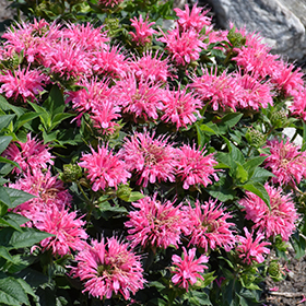 Plant Photo 7
